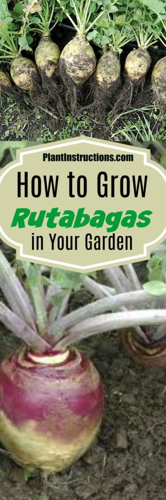 How to Grow Rutabagas