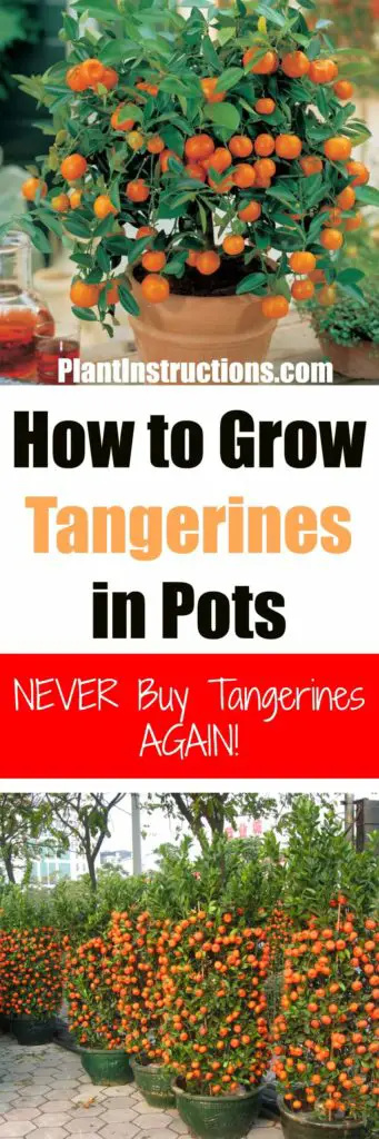 How to Grow Tangerines in Pots