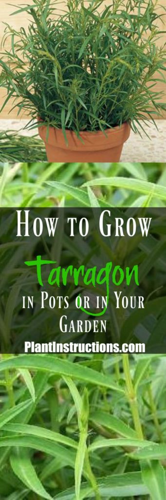 How to Grow Tarragon