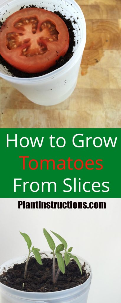 How to Grow Tomatoes From Slices