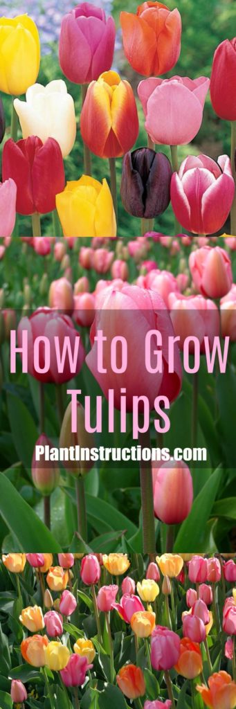 How to Grow Tulips