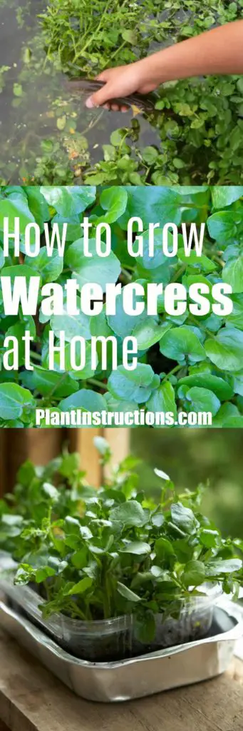 How to Grow Watercress