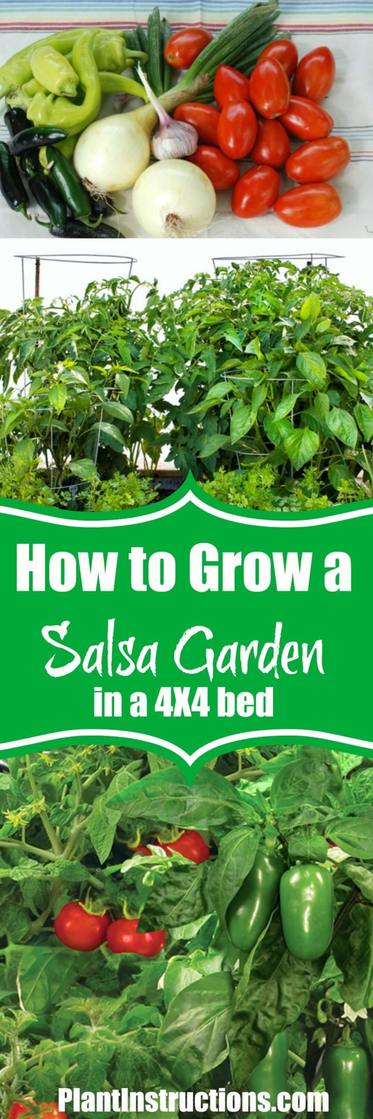 How To Grow A Salsa Garden Plant Instructions