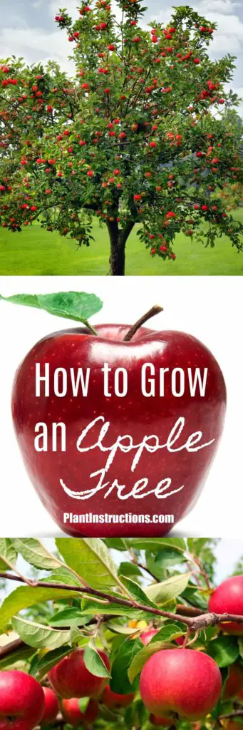 How to Grow an Apple Tree