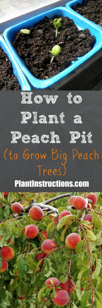 How to Plant a Peach Seed