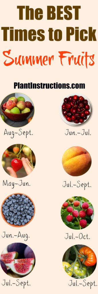 When to harvest summer fruits