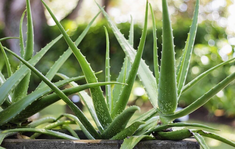 aloe vera