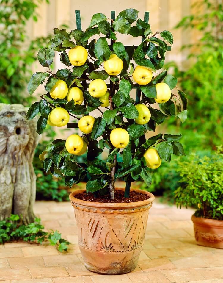 apple tree in pot