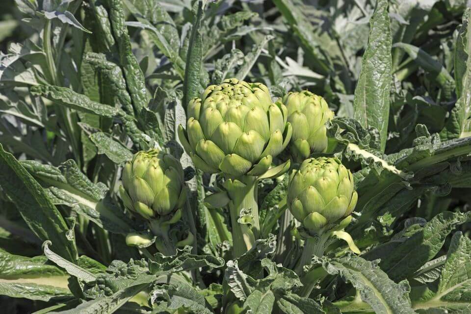 artichoke plant