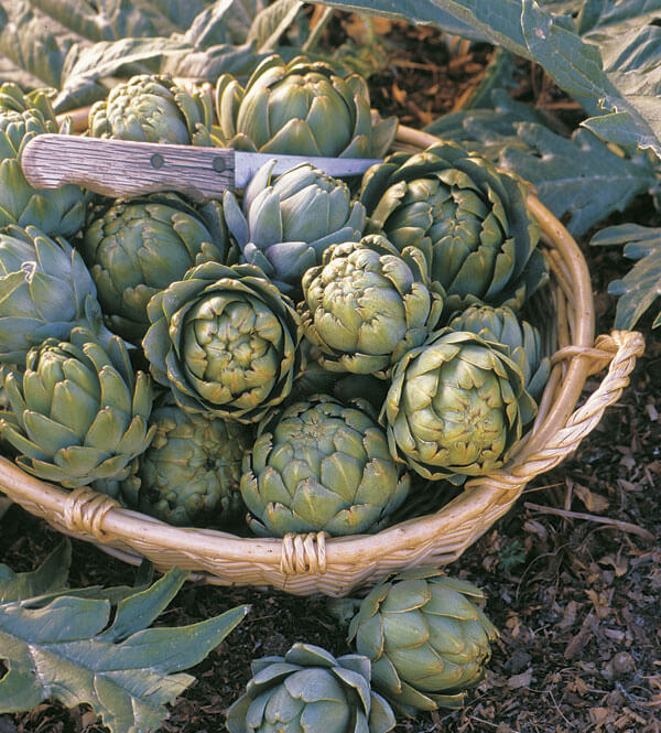 artichokes