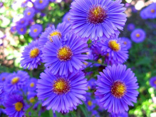 Asters how to grow