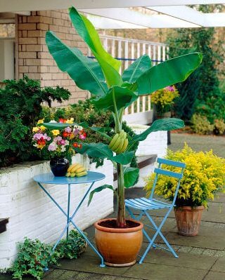 banana tree in pot