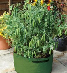 beans in pot