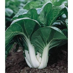 bok choy