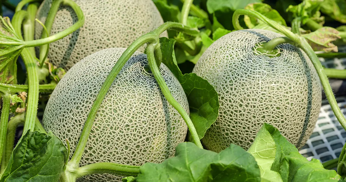 How to Grow Cantaloupe - Plant Instructions