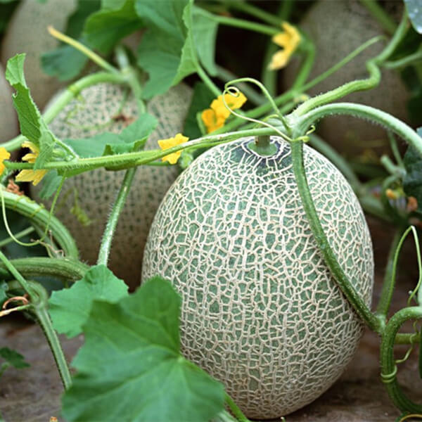 growing cantaloupe