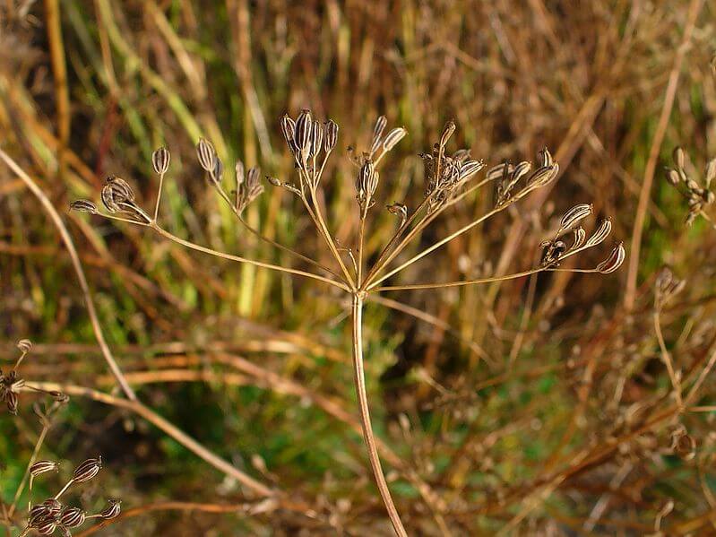 caraway plant seeds