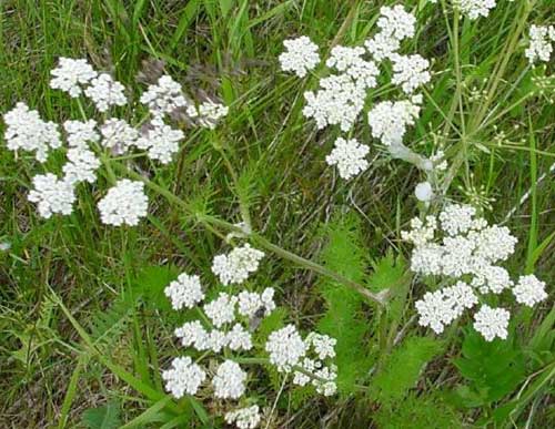 caraway plant