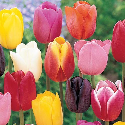 colored tulips