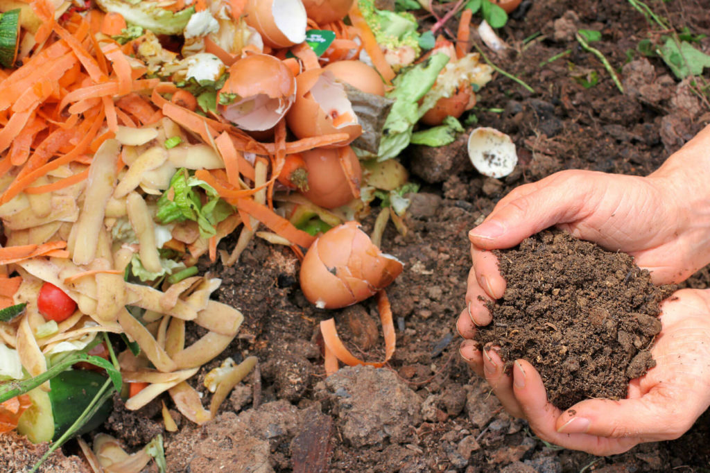 compost pile