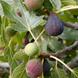 How to Grow Figs in Your Garden or in a Pot - Plant Instructions