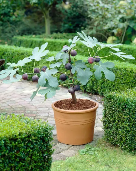 fig tree in pot