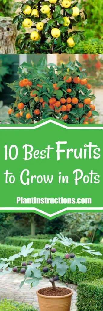 fruits to grow in containers