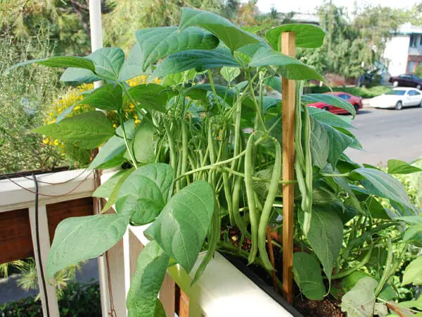 green beans in container
