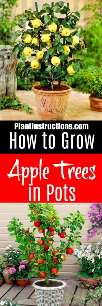 grow apple trees in pots