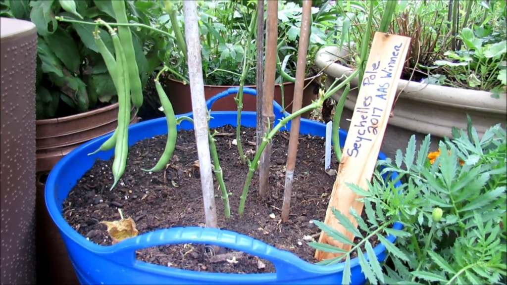 growing green beans in pots