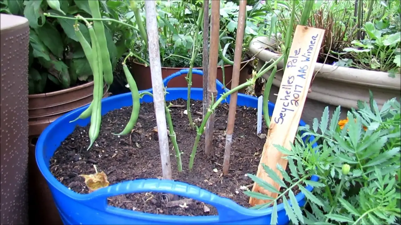 How To Grow Green Beans In A Pot - Plant Instructions