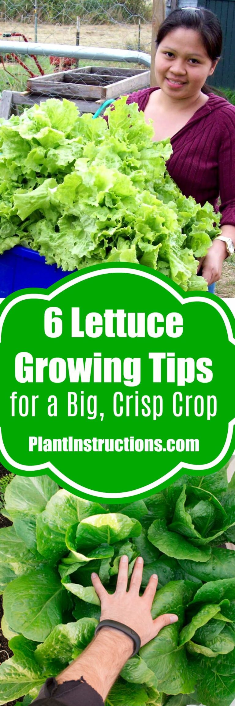 6 Tips for Growing Lettuce - Plant Instructions