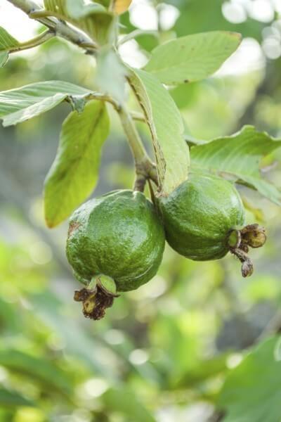 guava tree