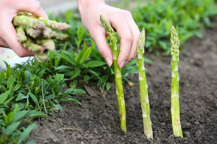 harvesting asparagus