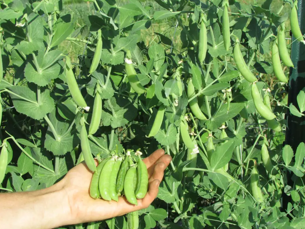 harvesting peas