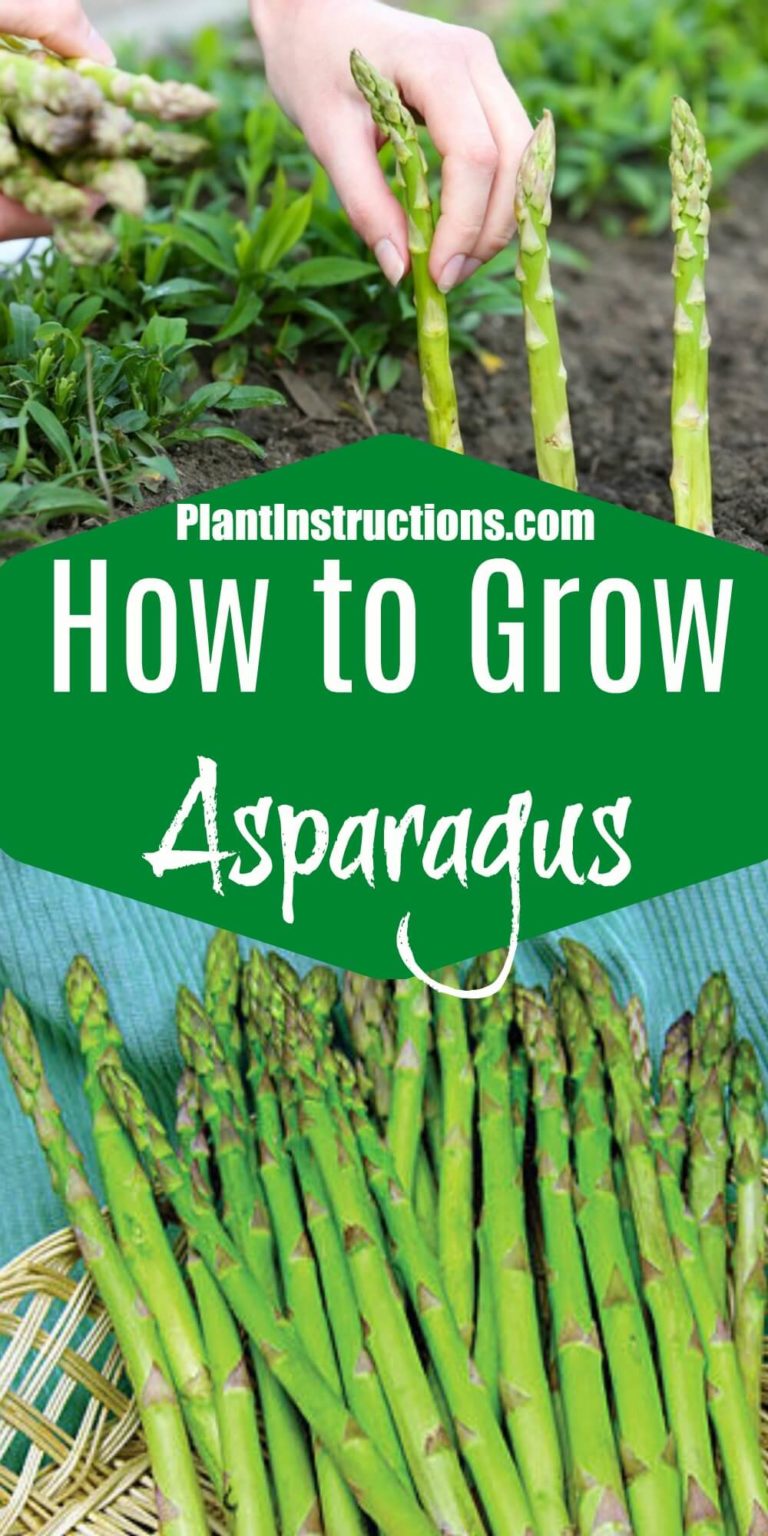 How to Grow Asparagus Plant Instructions