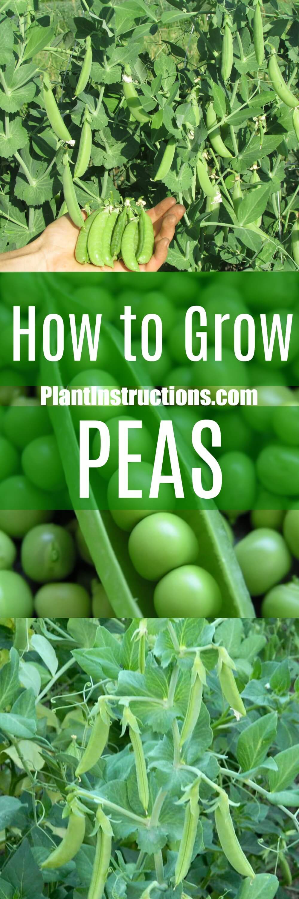 How To Grow Peas - Plant Instructions