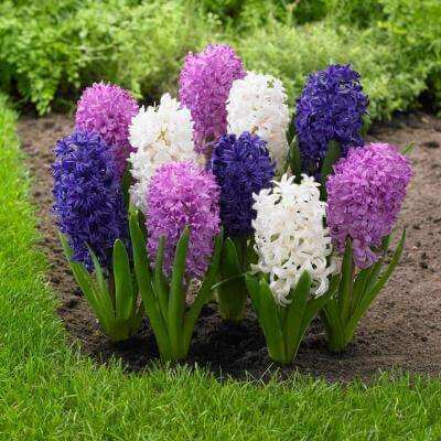 How to Plant Hyacinths: A Complete Guide to Beautiful Blooms