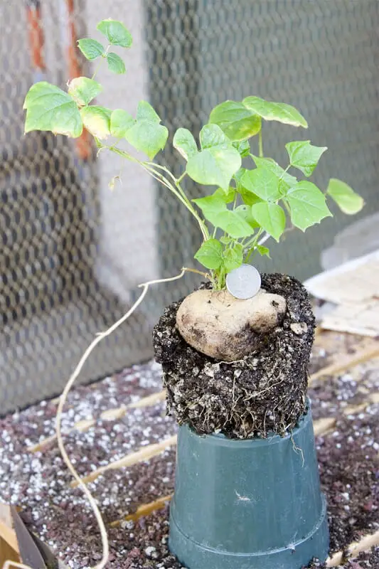 jicama plant