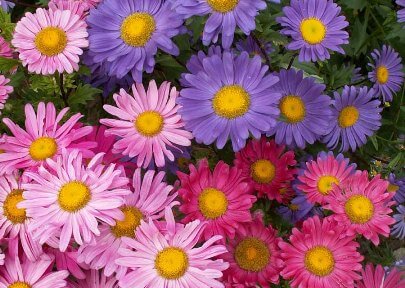 Aster Flowers