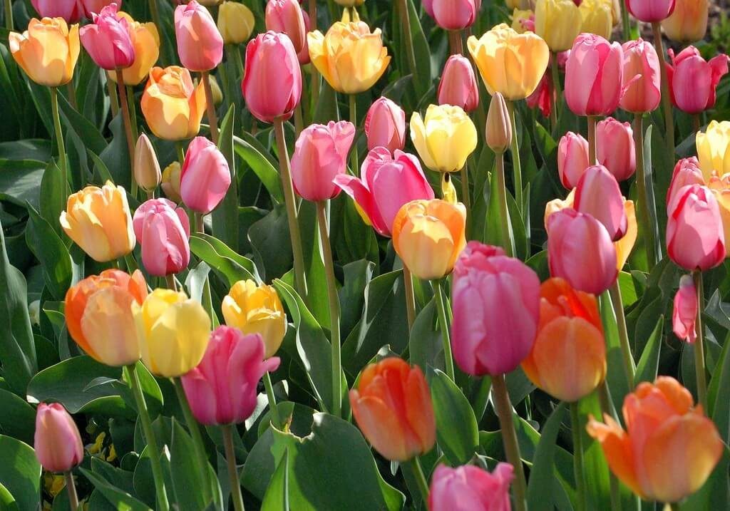 multi colored tulips