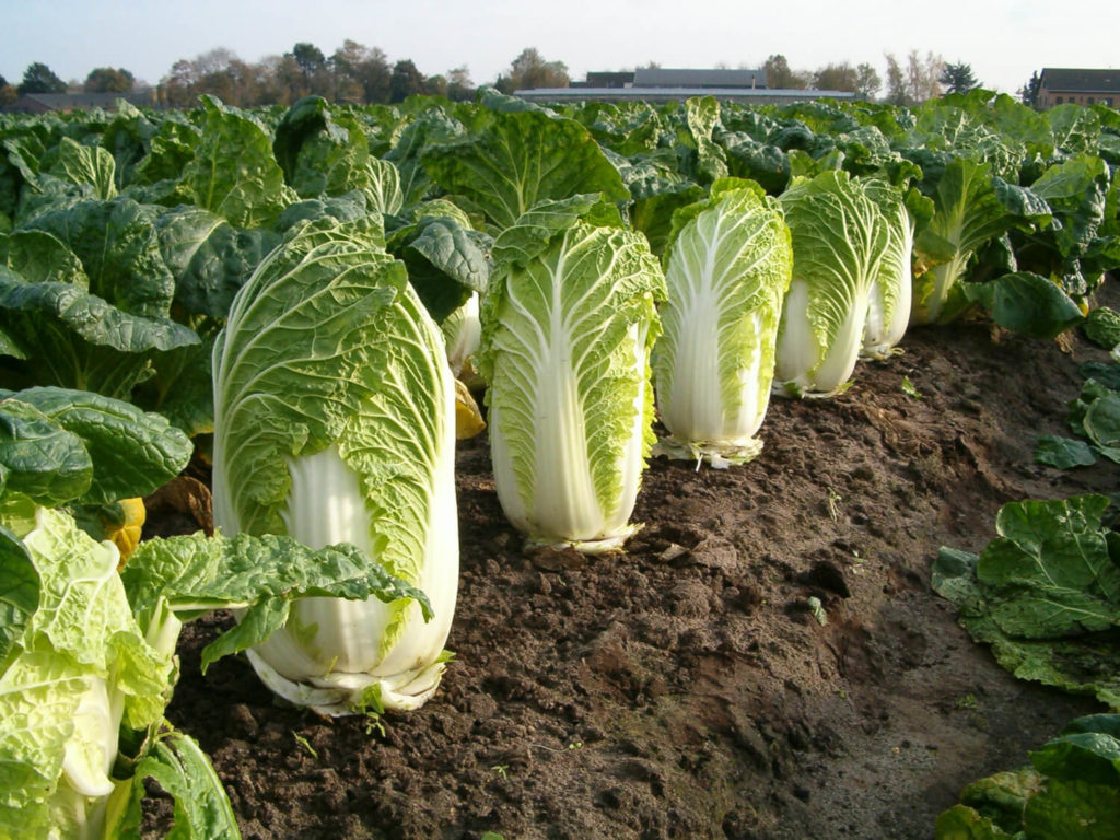 napa cabbage