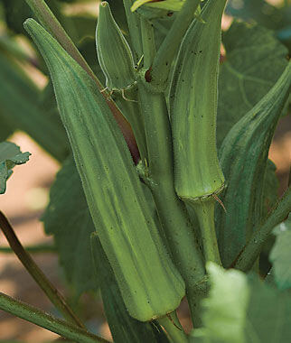 quality of okra seedlings slow release