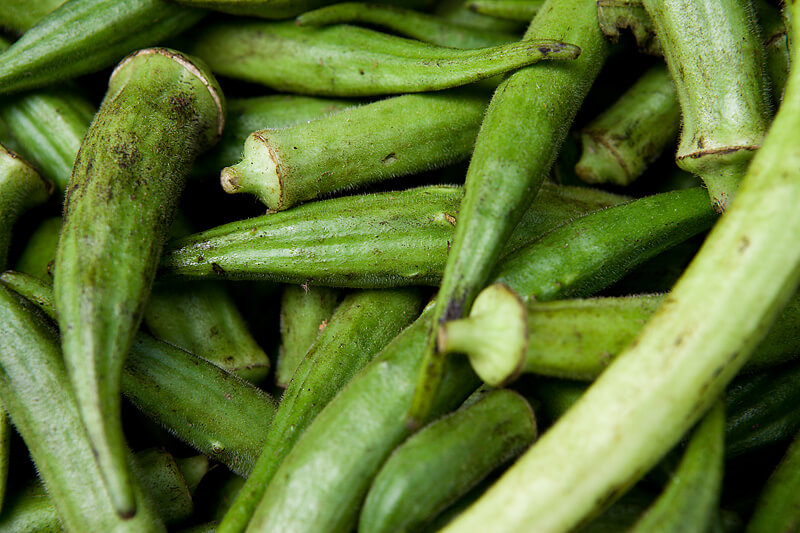 full grown okra plant