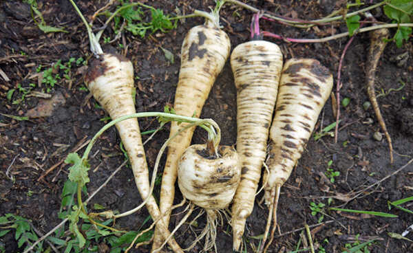 parsnip plant