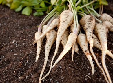 parsnips