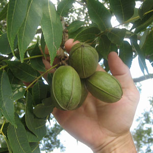 how to grow pecan trees from seed