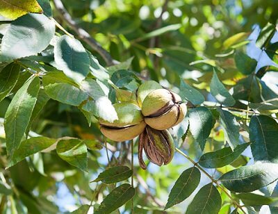 pecans in tree