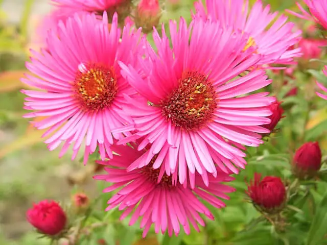 pink aster flowers