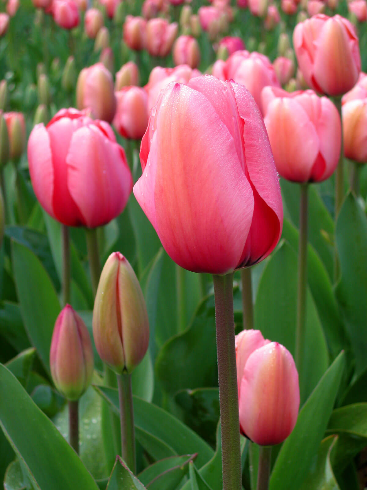 How to Grow Tulips  From Bulbs Plant Instructions